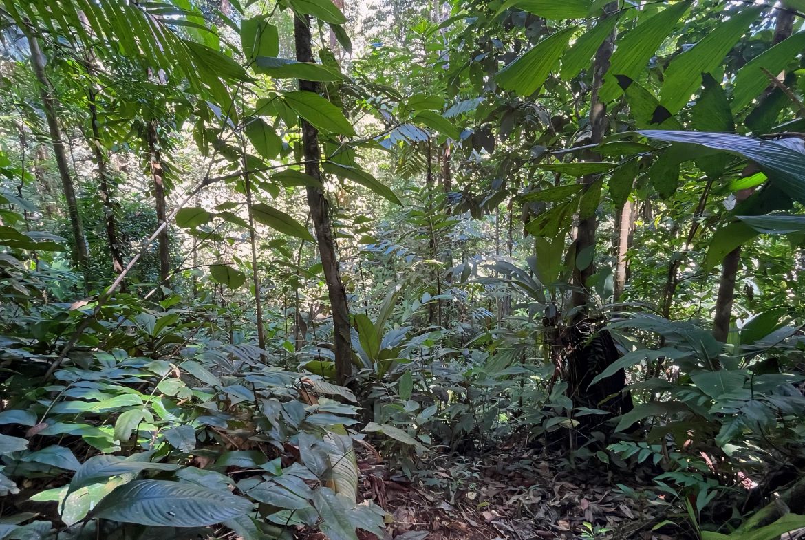 JUNGLE DREAMS FARM: WHERE NATURE MEETS SERENITY – 20 ACRES